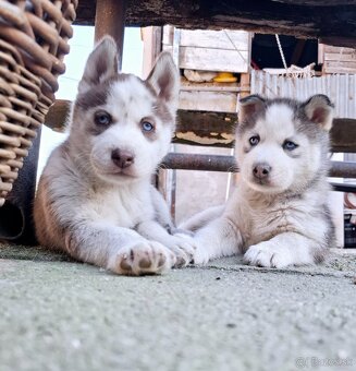 Sibirsky husky - 2