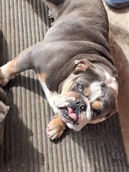 Anglicky buldog - 2