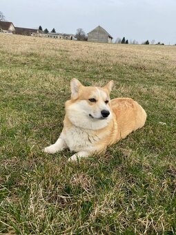 Welsh corgi pembroke - 2