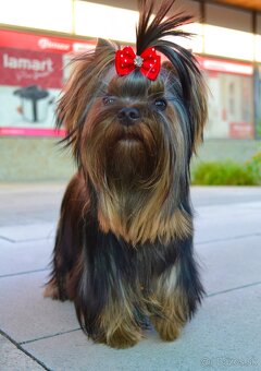 Jorkšírský teriér / Yorkshire Terrier / York / Jork - 2
