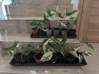 Syngonium albo veriegata - 2