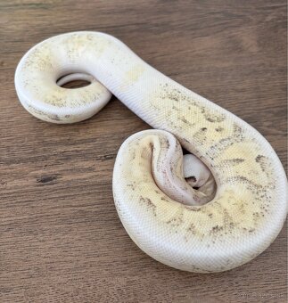Python Regius/Pytón Kráľovský/Krajta Královská - 2