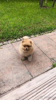 Pomeranian mini - fenka - 2