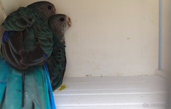 Rozela žltolíca / Platycercus icterotis - 2