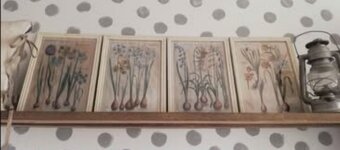 Sada 4 kusov botanických obrázkov Cibuľoviny... - 2