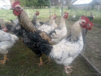 Mladé kohútiky - 2