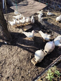 Pyžmova kačica, čínska - 2