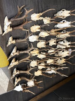 Parozie,parohy,paroh,zhody - 2