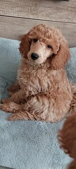 Psik pudel pudlik s PP - 2