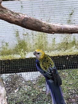 Rozela Žltohlava - 2