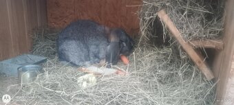 Francúzsky baran samica cca 2 roky - 2