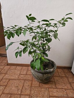 Predam citronovník - 2