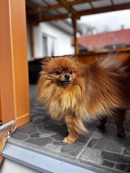 pomeranian na krytie - párenie - 2