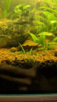 Krevetky Neocaridina Davidi mix zo selekcie - 2