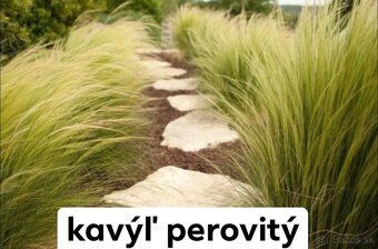 Predám okrasné trávy - 2