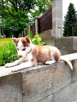 Sibirsky husky hasky - 2