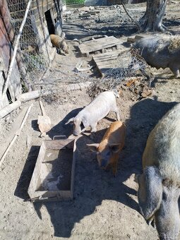 Mangalica - 2