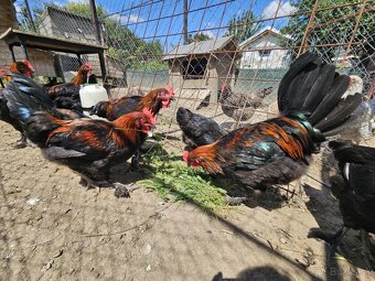 Marans kohút - 2