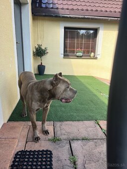 Krásny dvojročný bandog - 2