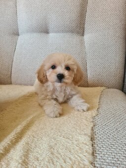 Maltipoo - 2