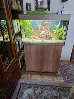 Zdravím nove akvarium zo všetkým - 2