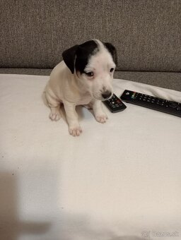 Jack - 2