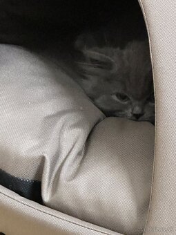 Predám britské dlhosrsté mačiatka - 2