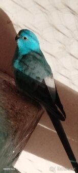 Papagáj spevavy - 2