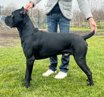 Krytie Cane corso - 2