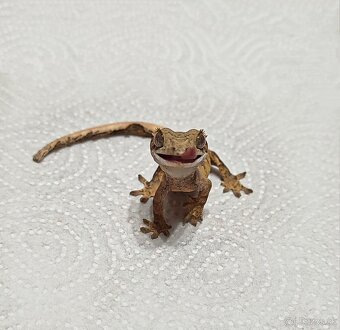 Pagekon riasnaty - 2