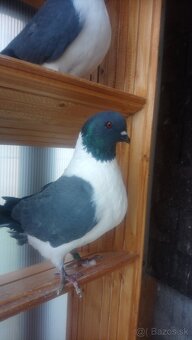 Predám  holuby moravský  pštros - 2