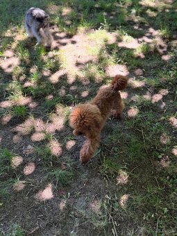 Maltipoo červený - 2