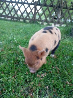 Kune Kune - selátka - 2