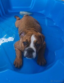 Anglický bulldog - 2