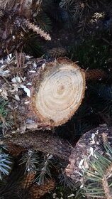 Darujem smrekové drevo za odvoz - 2