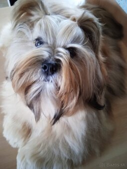 Prodám štěňata Lhasa Apso - 2