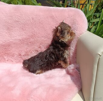 Yorkshire terrier - 2