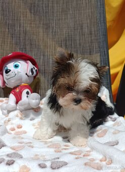 Yorkshire terrier - 2