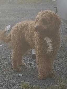 Cavapoo 1,5 rok starý - 2