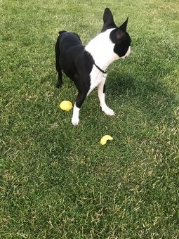 Boston,Bostonský teriér,Boston Terrier s PP - 2