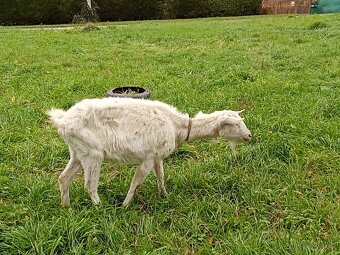 Predám alebo vymením kozu - 2