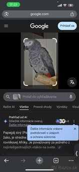 Darujem papagája zako - 2