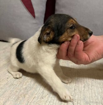 Hladkosrsty foxterier - 2