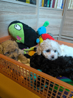 Pudlík, pudel, pudl - 2