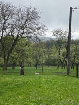 Predám ovocný sad - 2