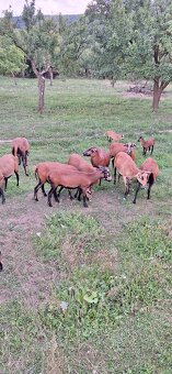 Predam kamerunske ovce - 2