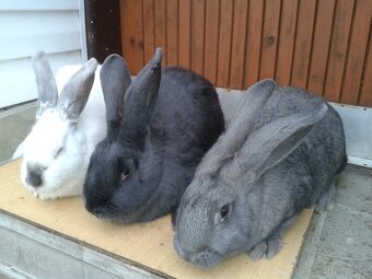 11 mesačne pripustene samice na predaj - 2