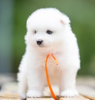 Samojed - 2