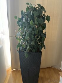 Krásna zelená izbová rastlina - 2