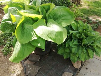 Hosta veľká, šírka až 100cm... - 2